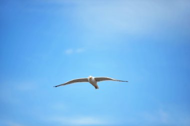 martı gökyüzüne karşı