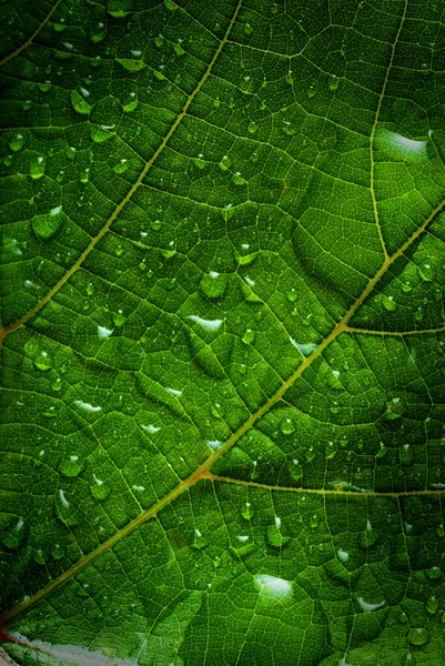 Hoja verde — Foto de Stock