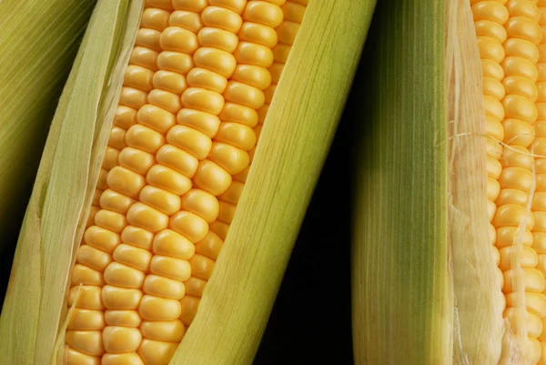 Corn cob — Stock Photo, Image