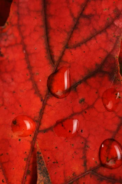 메이플의 젖은 잎 — 스톡 사진