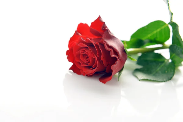 Red rose — Stock Photo, Image