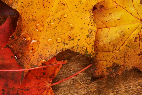 Nasse Blätter des Ahorns — Stockfoto