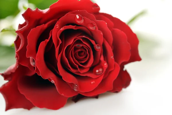 Rote Rose — Stockfoto