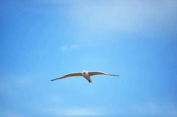 Racek proti obloze — Stock fotografie