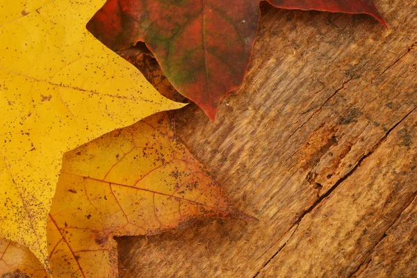 Leaves of maple — Stock Photo, Image