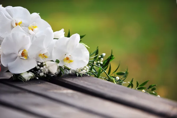 Weiße Orchidee — Stockfoto