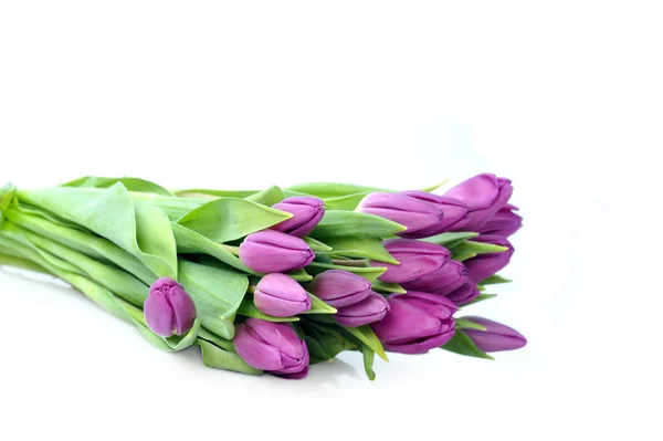 Violet tulips — Stock Photo, Image