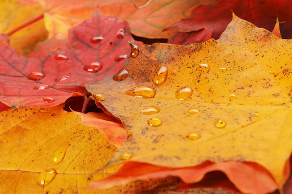 Akçaağaç ıslak yapraklar — Stok fotoğraf