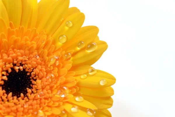 Sárga gerbera — Stock Fotó