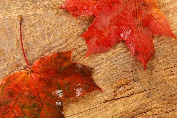 Wet leaves of maple — Stock Photo, Image