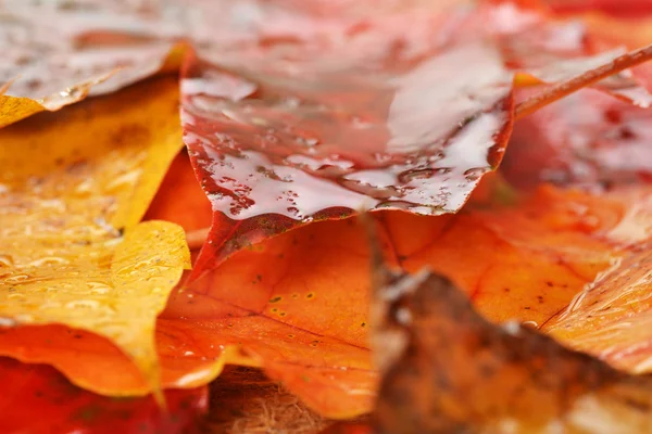 Wet leaves of maple — Stock Photo, Image