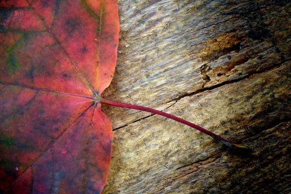Leaf of maple — Stock Photo, Image