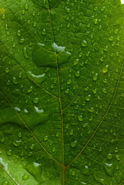 Grönt blad — Stockfoto