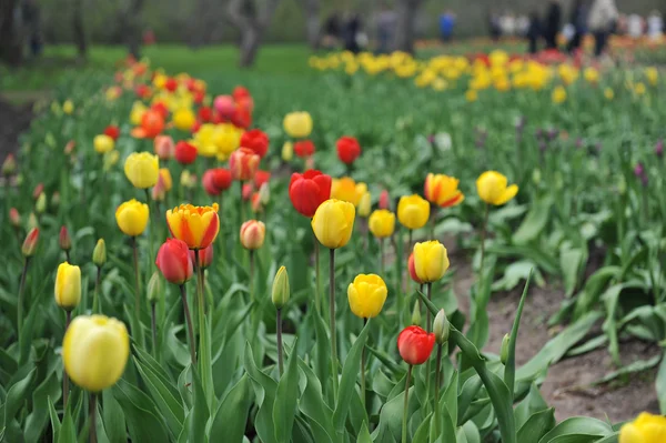 Red and yellow tulips — Stock Photo, Image