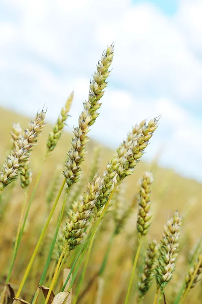 Campo de trigo — Foto de Stock