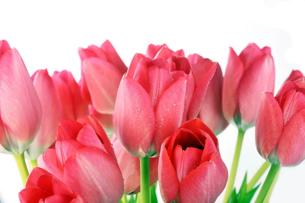 Red tulips — Stock Photo, Image