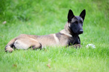 Belçikalı malinois