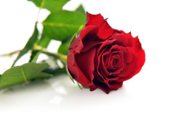 Kırmızı gül