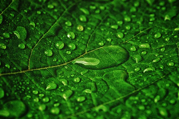 Foglia verde — Foto Stock