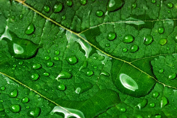 Grönt blad — Stockfoto