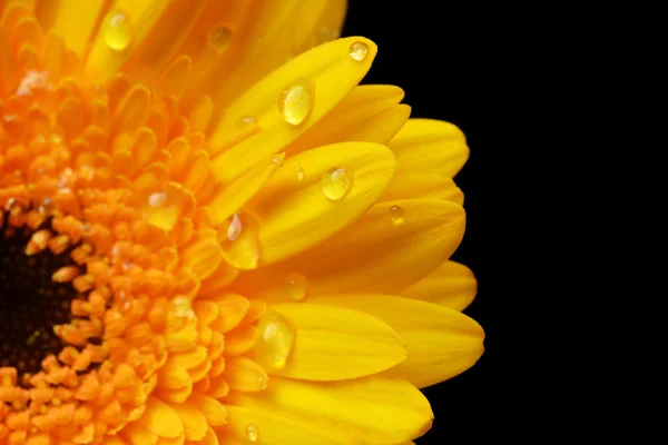 Sarı gerbera — Stok fotoğraf