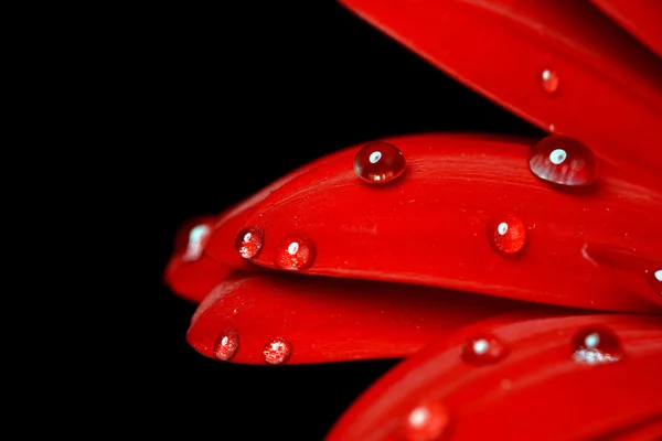 Gérbera vermelha — Fotografia de Stock