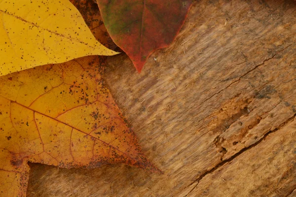 Leaves of maple — Stock Photo, Image