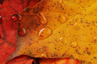 akçaağaç ıslak yapraklar