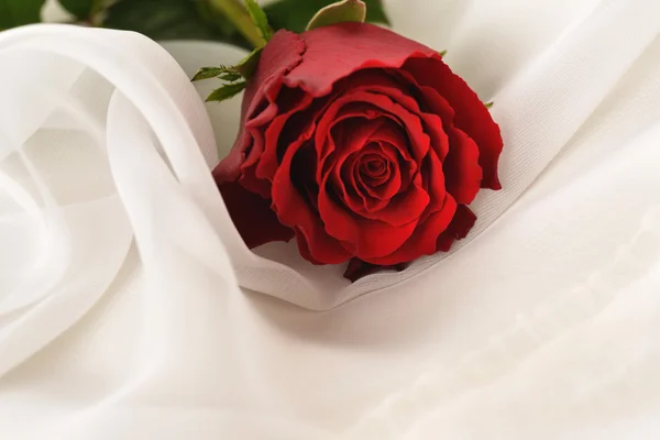 Red rose — Stock Photo, Image