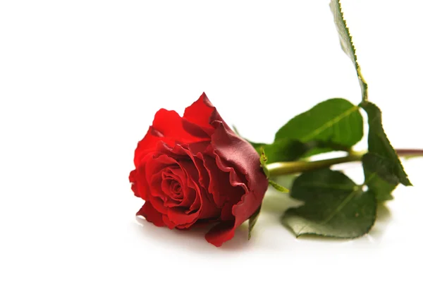 Red rose — Stock Photo, Image