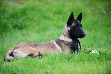 Belçikalı malinois