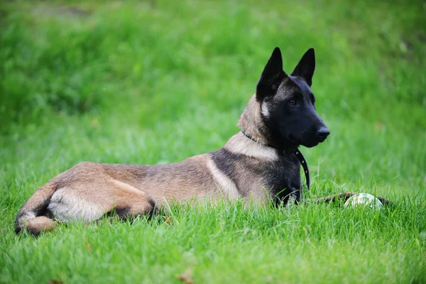 Belgiska malinois — Stockfoto