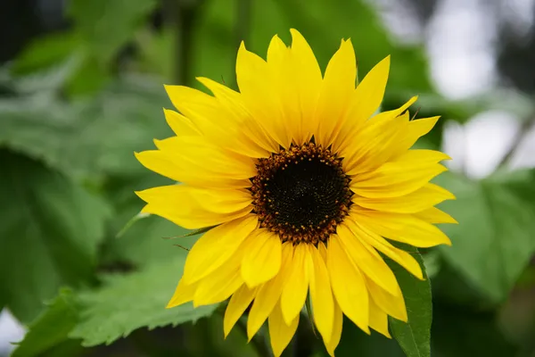 Beautiful sunflowers — Stock Photo, Image