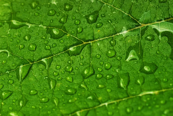 Foglia verde — Foto Stock