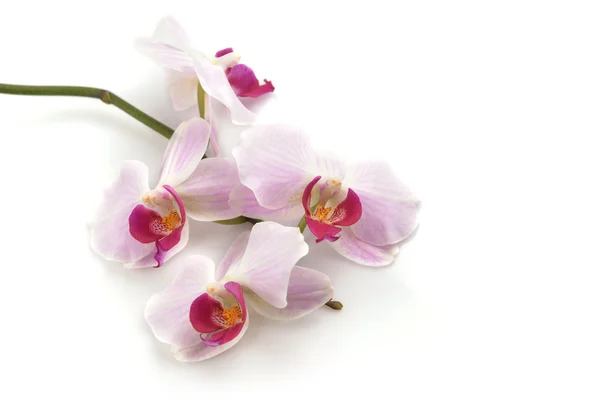 Orchidea rosa — Foto Stock