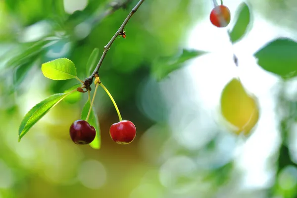 Cerejas na árvore . — Fotografia de Stock