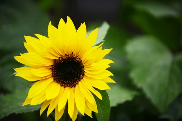 Beautiful sunflowers — Stock Photo, Image