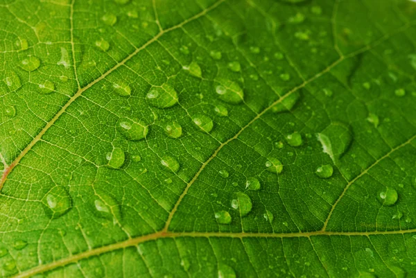 Hoja verde — Foto de Stock