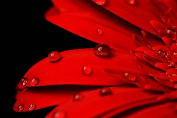 Rote Gerbera — Stockfoto