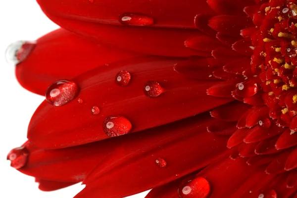 Gerbera rossa — Foto Stock
