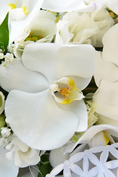 Біла орхідея — стокове фото
