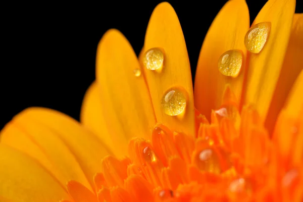 Gele gerbera — Stockfoto