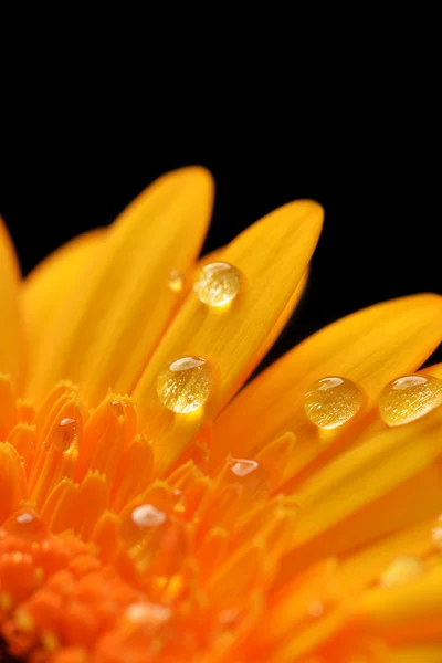 Yellow gerbera — Stock Photo, Image