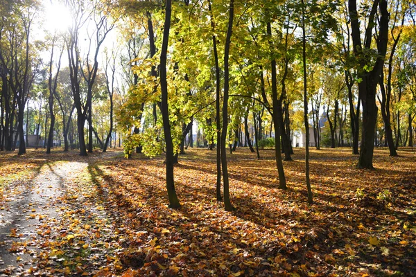 Blad herfst in park — Stockfoto