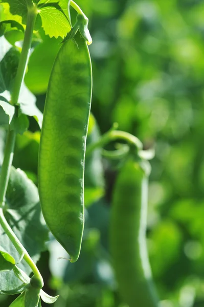 Pods guisantes — Foto de Stock