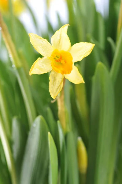 Yellow daffodils — Stock Photo, Image