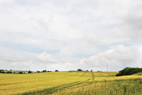 Campo de trigo —  Fotos de Stock