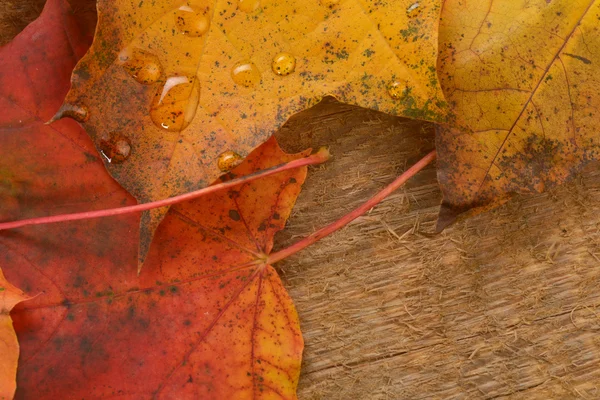 Natte bladeren van esdoorn — Stockfoto