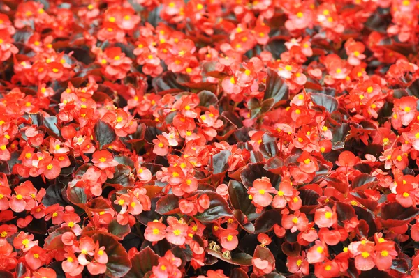 Begonia roja — Foto de Stock