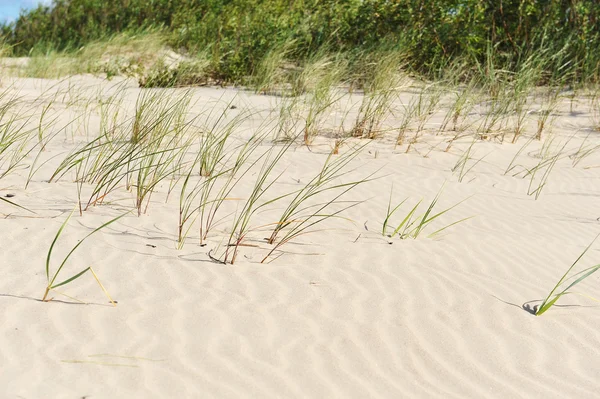 Grass in zand — Stockfoto